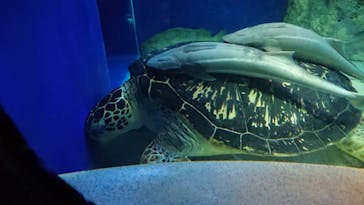 しながわ水族館に投稿された画像（2022/1/3）