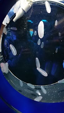 しながわ水族館に投稿された画像（2022/1/3）