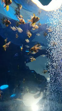 しながわ水族館に投稿された画像（2022/1/3）