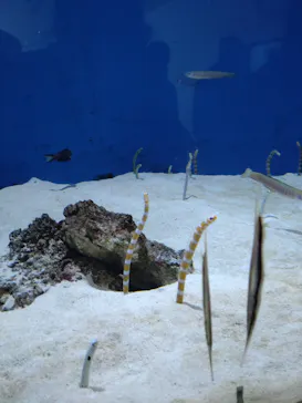 仙台うみの杜水族館に投稿された画像（2022/1/3）