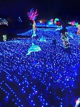 伊豆ぐらんぱる公園に投稿された画像（2022/1/3）