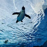 サンシャイン水族館に投稿された画像（2022/1/4）