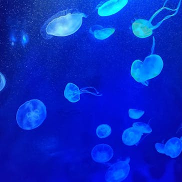 サンシャイン水族館に投稿された画像（2022/1/3）