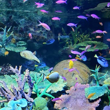 サンシャイン水族館に投稿された画像（2022/1/3）