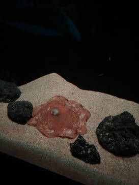 サンシャイン水族館に投稿された画像（2022/1/3）