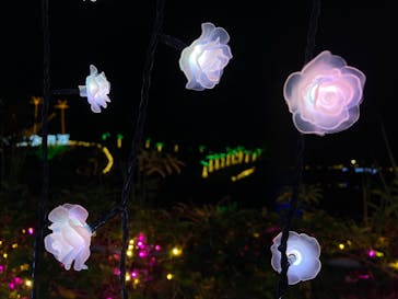 美らヤシパークオキナワ・東南植物楽園に投稿された画像（2022/1/3）