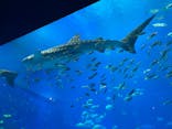 沖縄美ら海水族館に投稿された画像（2022/1/4）