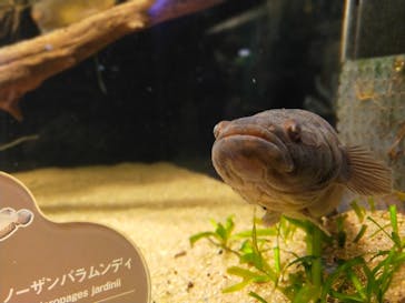 カワスイ 川崎⽔族館に投稿された画像（2022/1/4）