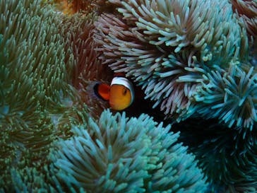 ダイブロックに投稿された画像（2022/1/4）