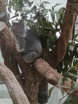 淡路ファームパーク イングランドの丘に投稿された画像（2022/1/4）