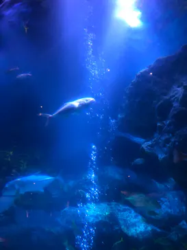 すみだ水族館に投稿された画像（2022/1/4）