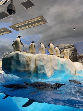 名古屋港水族館に投稿された画像（2022/1/4）