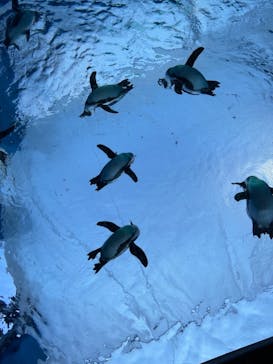 サンシャイン水族館に投稿された画像（2022/1/4）