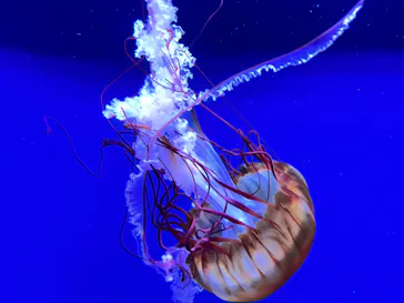 すみだ水族館に投稿された画像（2022/1/4）