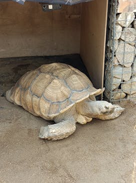 淡路ファームパーク イングランドの丘に投稿された画像（2022/1/4）