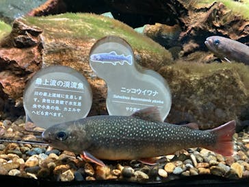 カワスイ 川崎⽔族館に投稿された画像（2022/1/4）