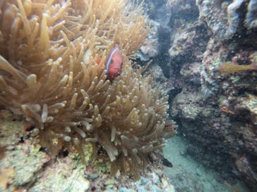 武藤潜水に投稿された画像（2022/1/4）