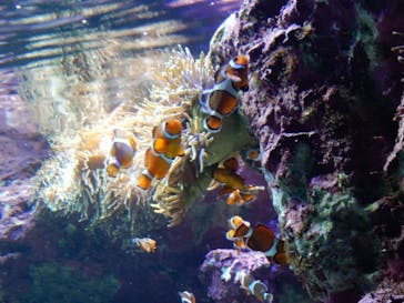 サンシャイン水族館に投稿された画像（2022/1/4）