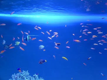 サンシャイン水族館に投稿された画像（2022/1/4）