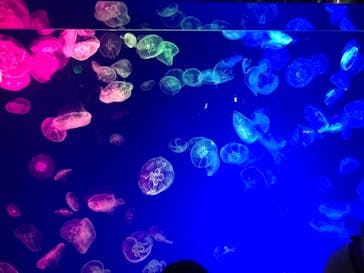 名古屋港水族館に投稿された画像（2022/1/4）