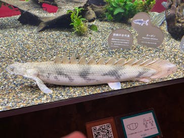 カワスイ 川崎⽔族館に投稿された画像（2022/1/4）