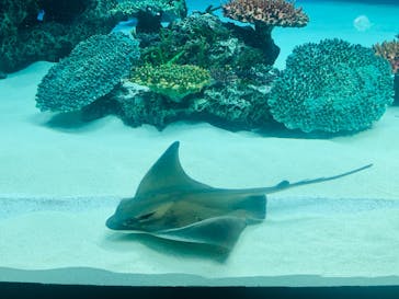 サンシャイン水族館に投稿された画像（2022/1/4）