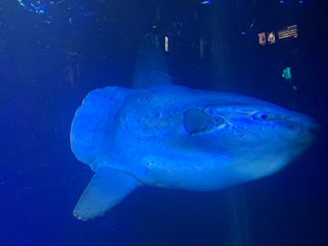 サンシャイン水族館に投稿された画像（2022/1/4）