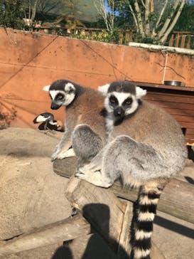 しろとり動物園に投稿された画像（2022/1/4）