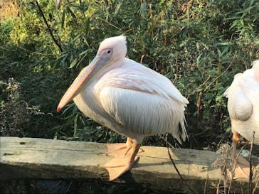 しろとり動物園に投稿された画像（2022/1/4）
