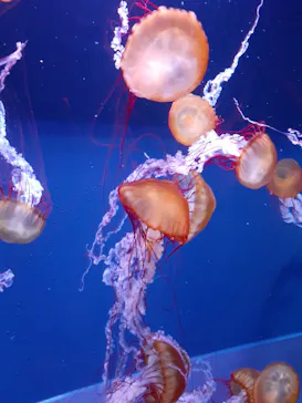 すみだ水族館に投稿された画像（2022/1/4）