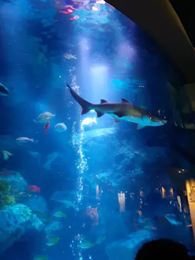 すみだ水族館に投稿された画像（2022/1/4）