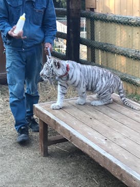 しろとり動物園に投稿された画像（2022/1/4）