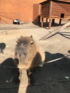 しろとり動物園に投稿された画像（2022/1/4）