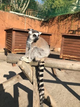 しろとり動物園に投稿された画像（2022/1/4）