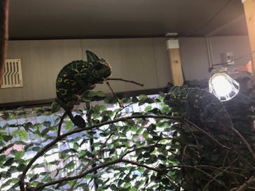 しろとり動物園に投稿された画像（2022/1/4）