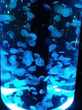 マクセル アクアパーク品川に投稿された画像（2022/1/4）