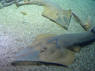 マクセル アクアパーク品川に投稿された画像（2022/1/4）