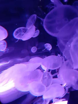 マクセル アクアパーク品川に投稿された画像（2022/1/4）