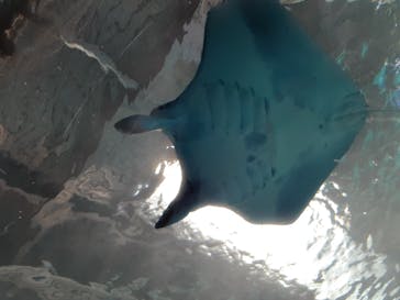 マクセル アクアパーク品川に投稿された画像（2022/1/4）