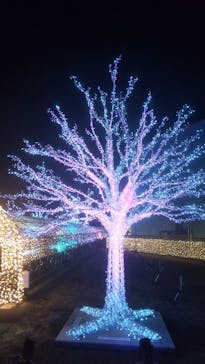 東京メガイルミに投稿された画像（2022/1/4）