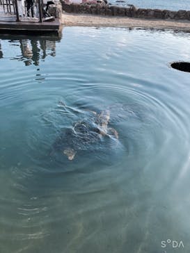 串本海中公園水族館に投稿された画像（2022/1/4）