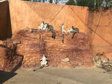 しろとり動物園に投稿された画像（2022/1/4）