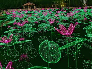 美らヤシパークオキナワ・東南植物楽園に投稿された画像（2022/1/4）