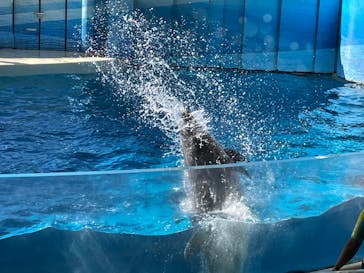 新江ノ島水族館に投稿された画像（2022/1/4）