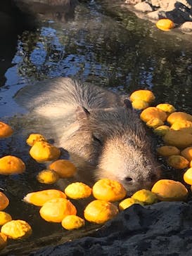 伊豆シャボテン動物公園に投稿された画像（2022/1/4）