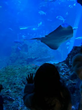京都水族館に投稿された画像（2022/1/4）