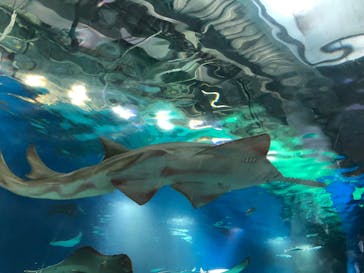 マクセル アクアパーク品川に投稿された画像（2022/1/4）