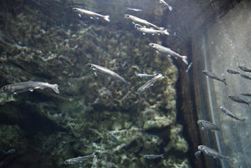 サケのふるさと 千歳水族館に投稿された画像（2022/1/5）