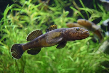 サケのふるさと 千歳水族館に投稿された画像（2022/1/5）