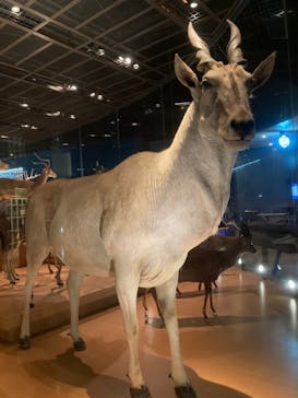 国立科学博物館に投稿された画像（2022/1/5）